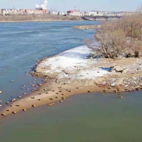 赤麻鸭