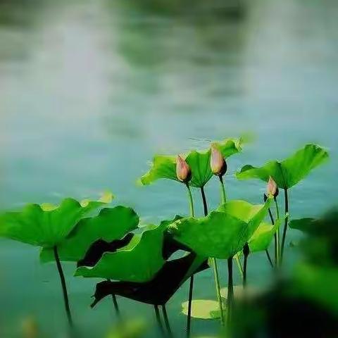 诵古诗，练书法 传承中华传统文化——淅川县毛堂乡老沟小学5月21日德育社团日活动纪实