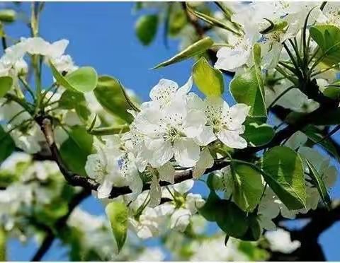 在古诗中寻找春天——毛堂乡老沟小学3月13日社团活动