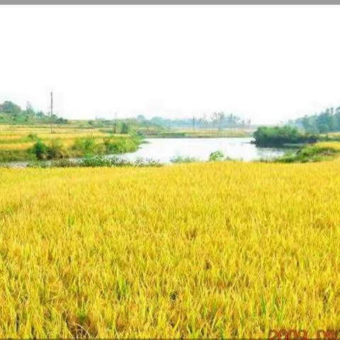 体验劳动，感受收获，珍惜粮食——502班研学旅行第一天