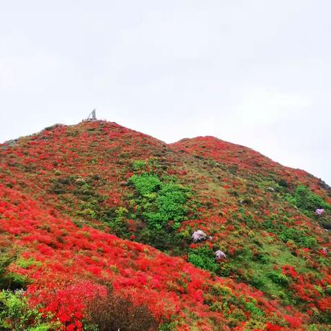 漫山杜鹃八卦脑