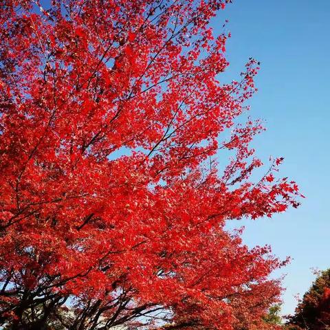 京都枫叶正红时（一）