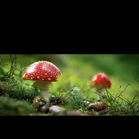 【安全卫生】【转】请您“勿要吃”野生蘑菇—“湖南省5·17预防野生蘑菇中毒宣传日”