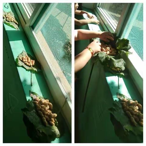 学校小农场摘花生记实