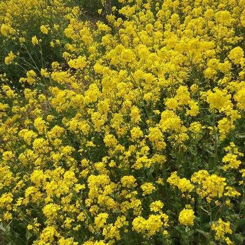 海通乡刘新庄小学幼儿园——邂逅最美春天“油”你才美好