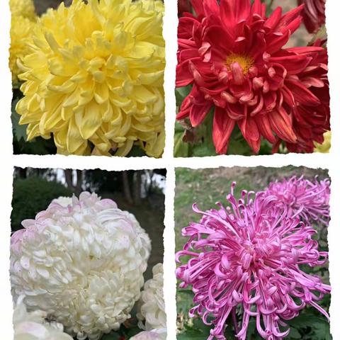 “菊展芬芳，秋润童趣”北湖中心幼儿园中一班赏菊记