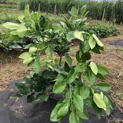 被疯狂吵得天价的泰国青柚