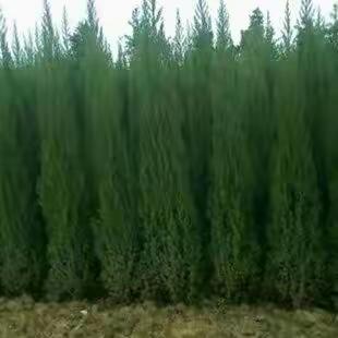 深泽县诗联协会同题诗词第129期～沉痛悼念权中申老师逝世！