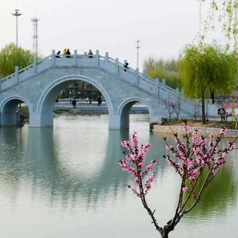 琼花秀水正逢春～诗词美篇33号