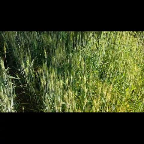 丰收在望:走在田间地头看着绿油油的麦田有一种希望叫做即将颗粒归仓，看着灿烂地笑容就有希望叫做丰收在望。