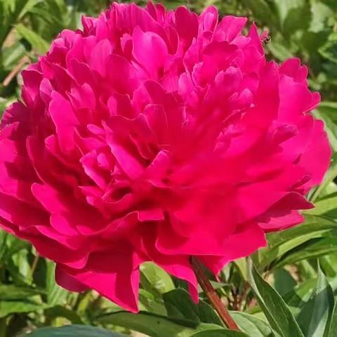 甘肃省现代摄影学会“梦里花开”——红芍药