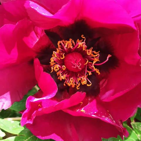 甘肃现代摄影学会“梦里花开”——临夏紫斑牡丹