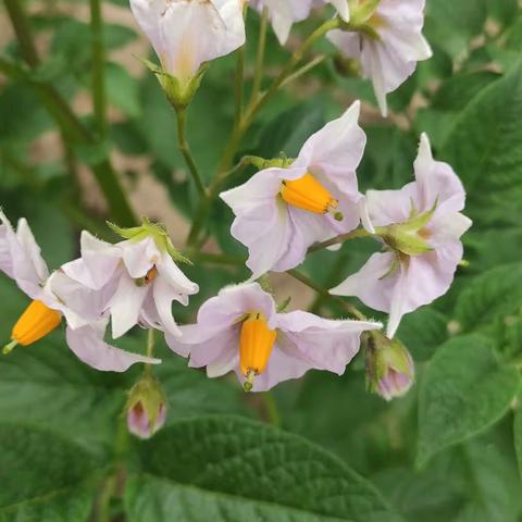 甘肃省现代摄影学会“梦里花开”——洋芋花开