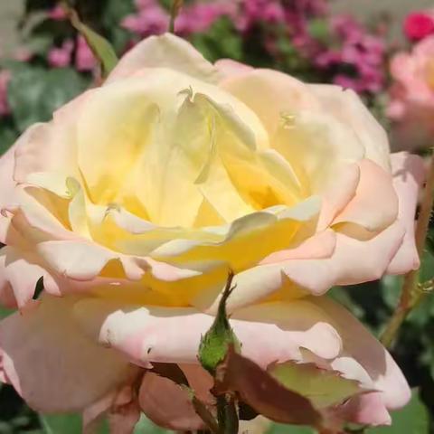 形态各异的月季花