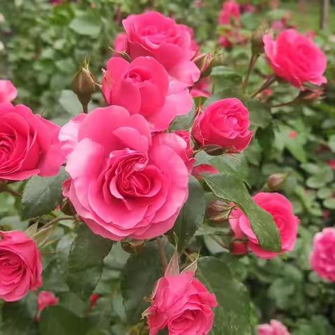 甘肃省现代摄影学会“梦里花开”——傍晚的蔷薇花