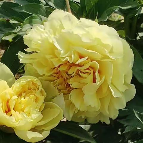 甘肃省现代摄影学会“梦里花开”——黄牡丹