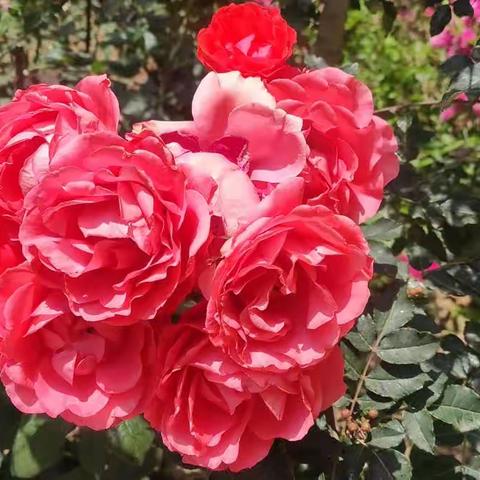 甘肃省现代摄影学会“梦里花开”——多头月季