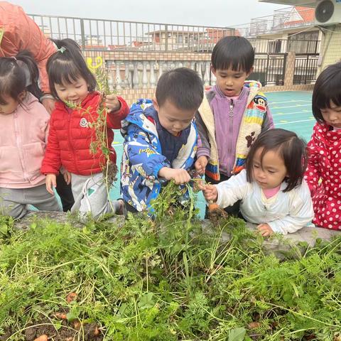 体验农家乐《拔萝卜》