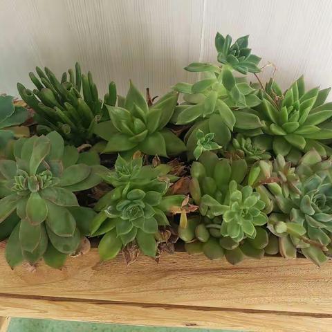 你好春天－小一班季节认知活动