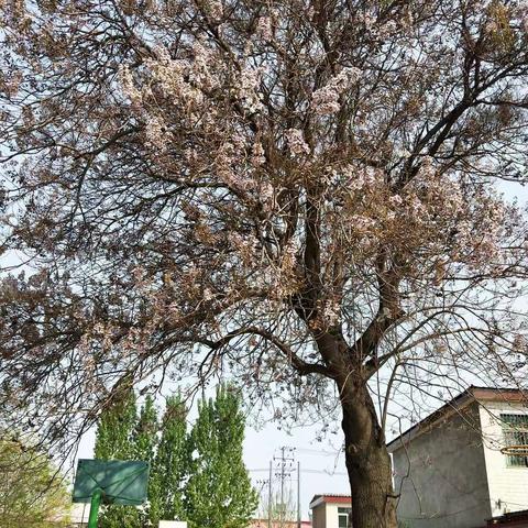 校园春色—何家店小学