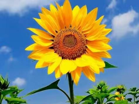 传承师德，播撒希望——坪上镇中心小学开展“我的岗位我负责，我的工作请放心”演讲比赛