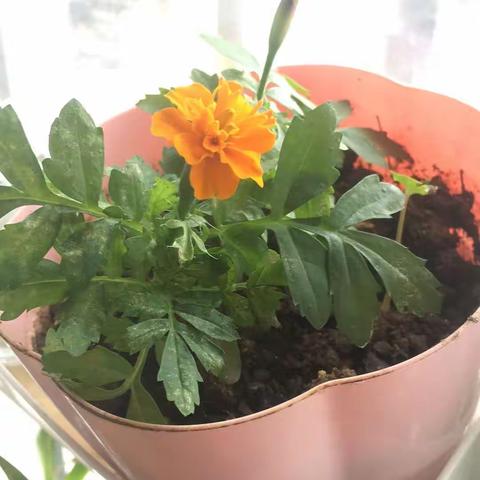 闽作家：逗趣汉字