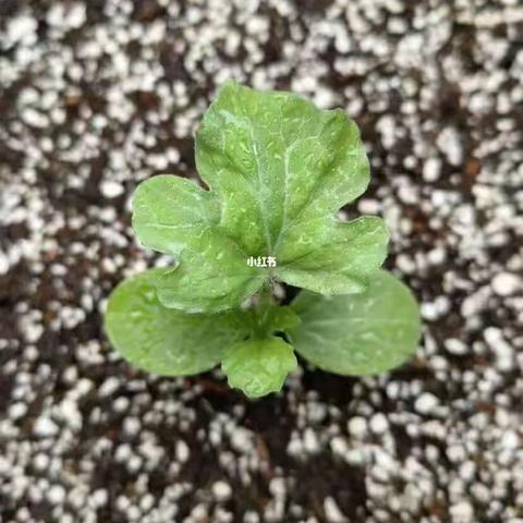 闽作家：微妙翩迁