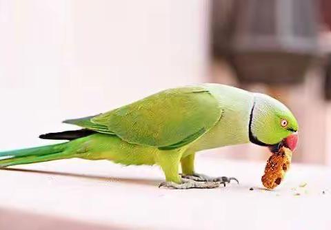 闽作家：栩栩如生的动植物