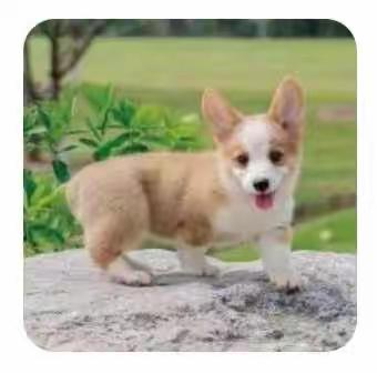 闽作家：我眼中的小可爱