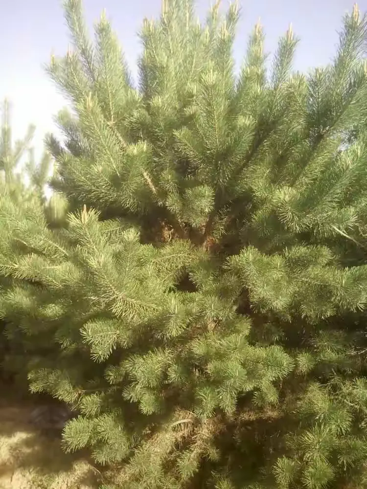 榆林苗木基地15929839099