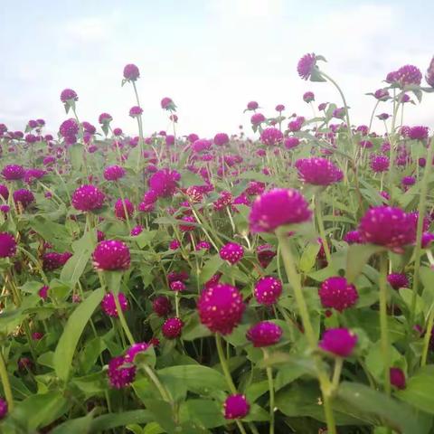 亲近大自然——海口市龙桥学校庆“三八”妇女节活动