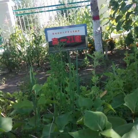 高二(21)班的种植园