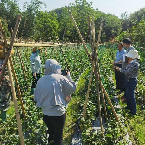 县农业农村局组织农技农机中心技术人员开展豇豆科学防控技术指导