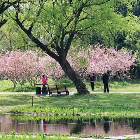 春花烂漫