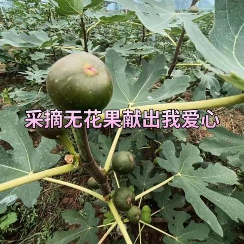 平山县古⺝镇菜树湾村的无花果熟了。