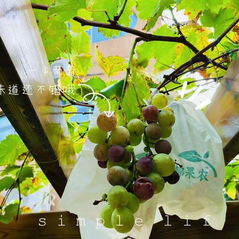 萄·气满满——天润幼儿园大三班的葡萄采摘记