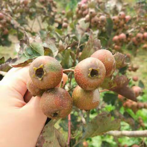 九月九，摘山楂