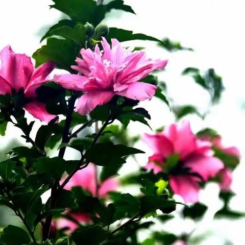 ·隋晓：秋雨夜梦感怀