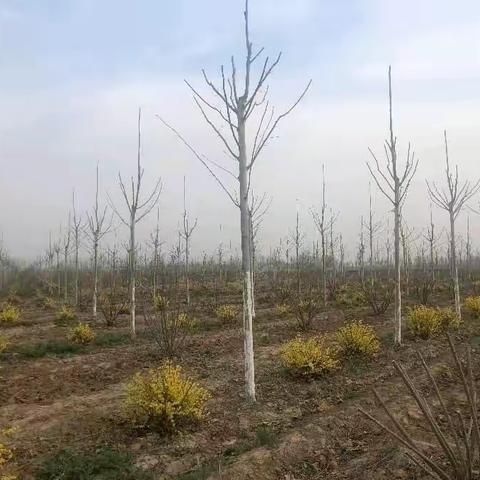 认识植物系列：法桐