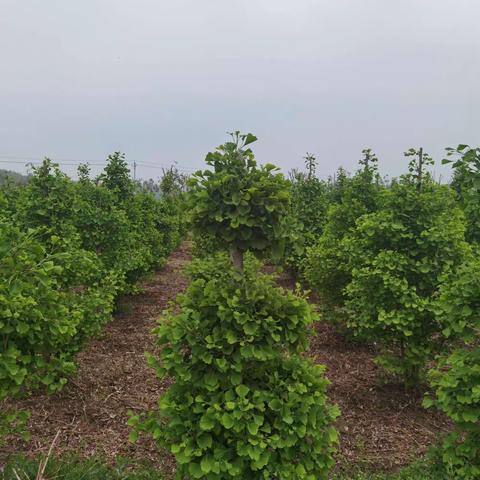 我所认识的植物：银杏