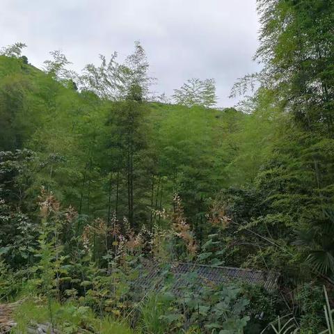 来自大山中的纯绿色“佳品”