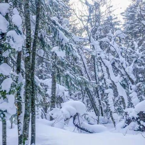东北雪景 新年伊始，陪同领导到黑龙江逊克大平台、吉林老里克湖、魔界赏雪。