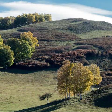 九月金秋，随乐普图索尼轻骑兵摄影团到乌兰布统。辽阔的草原，幽静的白桦林，牛羊成群，如诗如画，令人难忘。