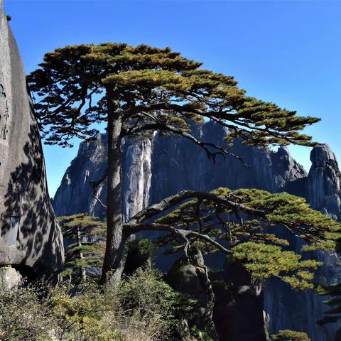 黄山劲松迎远客 鼓浪屿上踏歌声（之一：黄山归来不看岳）