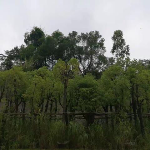 夏晨
