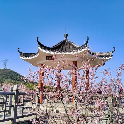20230215小三洲田水库赏樱