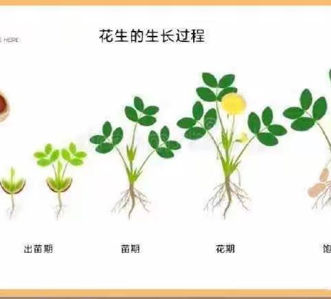 中一班“好事”花生主题活动