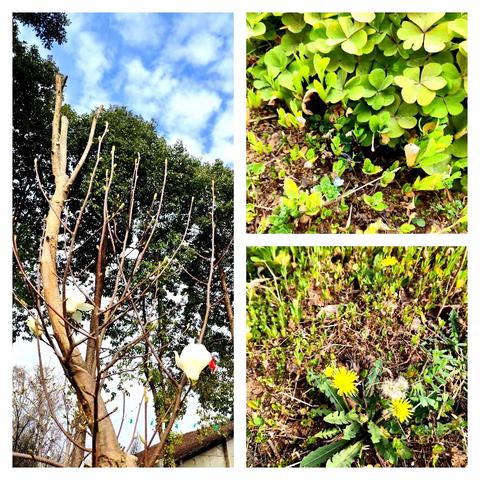 燎原幼儿园大班绘画活动——《一起去植树》