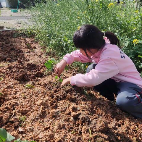 朱坑镇西童教学点——劳动教育实践课堂