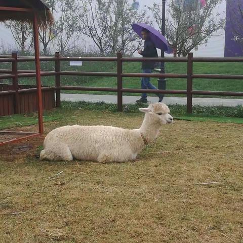 假期的小尾巴～雨中漫步